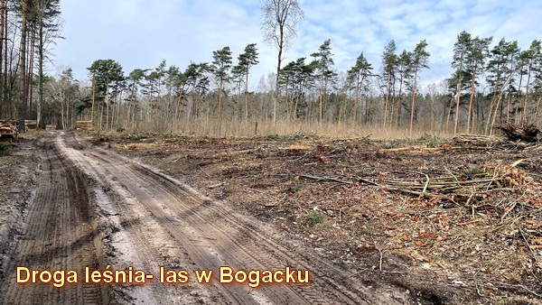 Las w Bogacku